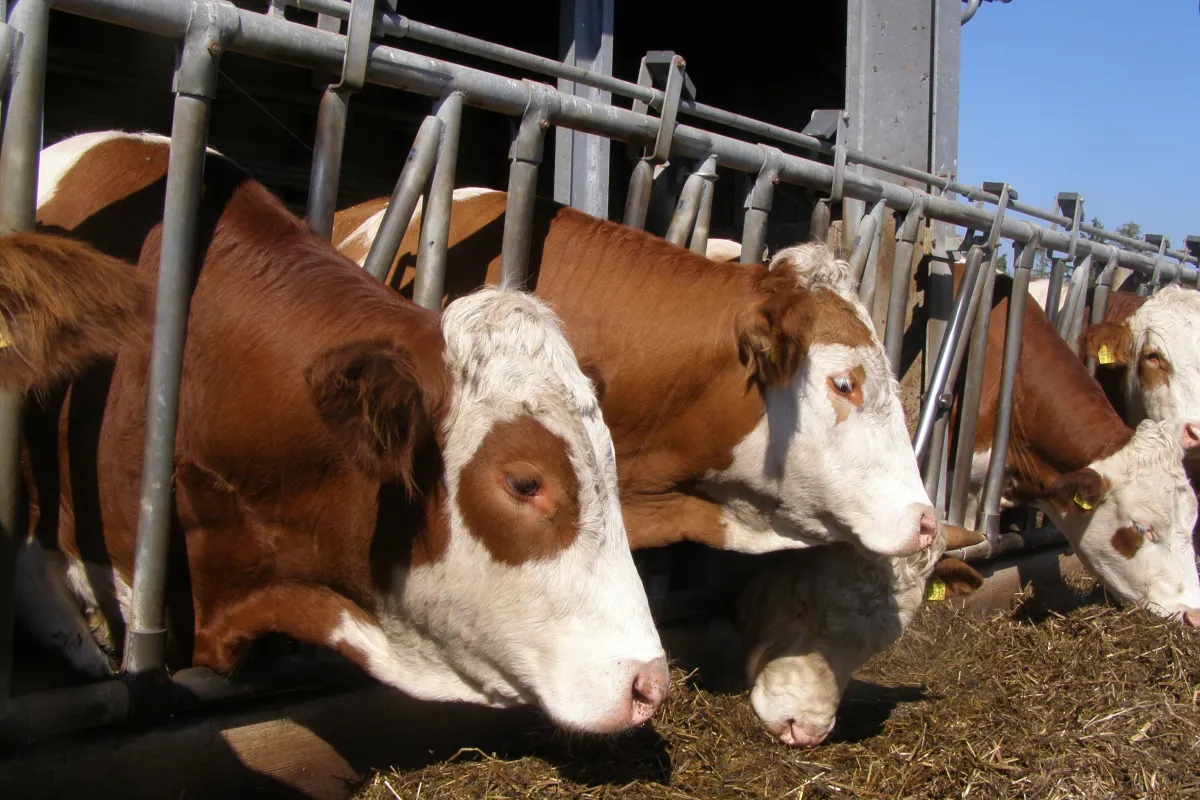 Rubrik_Landwirtschaft_Kuhstall_2_c._L._Marasz